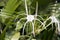 White hymenocallis littoralis flower on the tree. Beach spider lily Flower in white color.