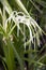 White hymenocallis littoralis flower on the tree. Beach spider lily Flower in white color.