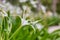 A white hymenocallis littoralis spider lily flower in Hamilton Island.