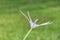 A white hymenocallis littoralis spider lily flower in Hamilton Island.