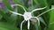 A white hymenocallis littoralis spider lily flower in Hamilton Island, Australia