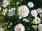 White iberis flower blooms on a bush
