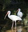 White ibis