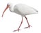 White Ibis