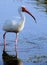 White ibis