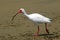 White Ibis