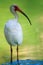 White Ibis