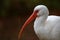 White Ibis