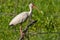 White Ibis