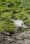 White Ibis