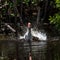 White Ibis Bathing, J.N. Ding Darling National Wild