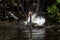 White Ibis Bathing, J.N. Ding Darling National Wild