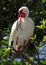 White ibis with bill open.