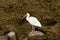 White Ibis bird fishing in a river
