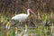 White Ibis bird foraging on Chase Prairie; Okefenokee Swamp National Wildlife Refuge, Georgia USA