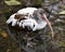 White Ibis bird photo.  White Ibis juvenile bird close-up profile view in the water