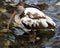 White Ibis bird photo.  White Ibis juvenile bird close-up profile view in the water