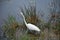 White Ibis Bird in Scenic Everglades National Park, Florida