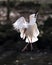 White Ibis bird stock photo. Portrait. Image. Picture. Photo. Bird Flying. Angelic wings. Spread wings. White Ibis bird close-up