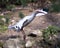 White Ibis Bird Stock Photos.  Image. Portrait. Picture. Flying bird. Spread wings. Bokeh background