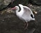 White Ibis Bird Stock Photos.  Image. Portrait. Picture. Spread wings. Beautiful close-up profile view of the bird