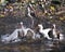White Ibis bird stock photos.  White Ibis bird close-up profile view bathing. White Ibis colony bird in the water.  White Ibis