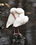 White Ibis bird stock photos.  White Ibis bird close-up profile view cleaning spreaded wings