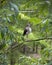 White Ibis bird stock photos. White Ibis immature bird perched background and foreground foliage. Picture. Portrait. Image