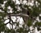White Ibis bird stock photos.  White Ibis juvenile bird close-up profile view flying with bokeh background