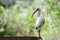 White Ibis on Boardwalk