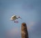 White ibis in bright red breeding colors on beak and feet about to land on palm tree trunk