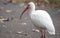 White Ibis On A Cement Walkway