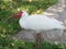 White Ibis Contemplating