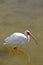 White Ibis Crane