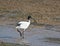 White Ibis crosses a pool