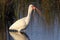 White Ibis eating a freshly-caught Florida Water Snake - Merritt