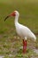 White Ibis (Eudocimus albus)