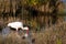 White Ibis, Eudocimus albus