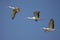 White Ibis (Eudocimus albus)