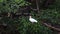 White Ibis, Eudocimus albus, in mangrove