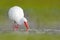 White Ibis, Eudocimus albus, white bird with red bill in the water, feeding food in the lake, Florida, USA. Wildlife scene with