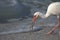 White Ibis feeding