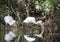 White Ibis feeding in Greenfield Lake Park, Wilmington NC