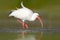White ibis feeding. White Ibis, Eudocimus albus, white bird with red bill in the water, feeding food in the lake, Florida, USA. W