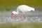 White ibis feeding. White Ibis, Eudocimus albus, white bird with red bill in the water, feeding food in the lake, Florida, USA. Wi