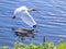 White Ibis in Flight