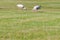 White ibis flock of birds at cape hatteras national seashore