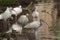 White ibis flock resting on one leg in a tranquil pond