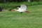 White Ibis Flying