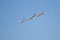 White Ibis Flying Formation